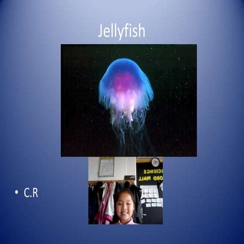 Jellyfish