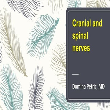 Cranial and spinal nerves