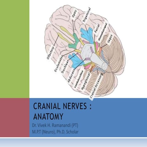 CRANIAL NERVES- ANATOMY