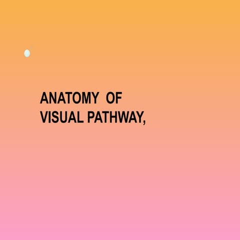 visual pathway
