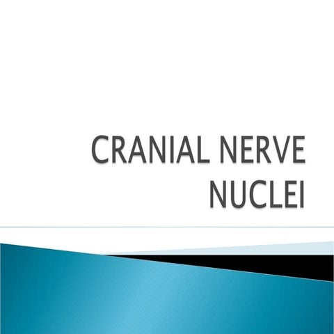 Cranial nerve nuclei