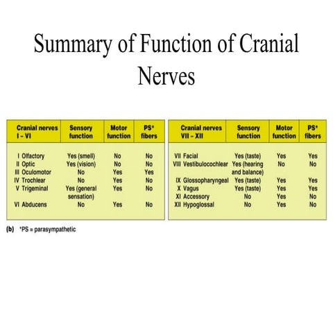 Cranial Nerves Chart And Their Functions Nervous System Brain,