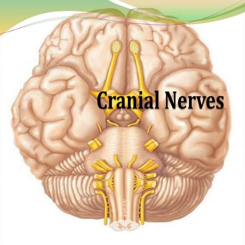 Cranial nerves