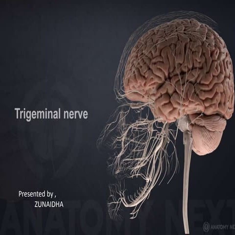 trigeminal  nerve 