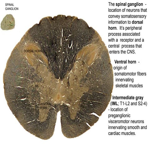 Cranial nerves overview 2013