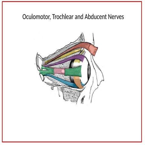 cranial 3rd 4th 6th names functions for eye