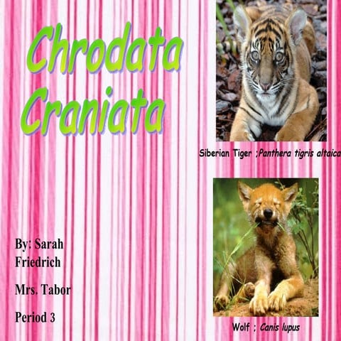 Chordata Craniata | PPT