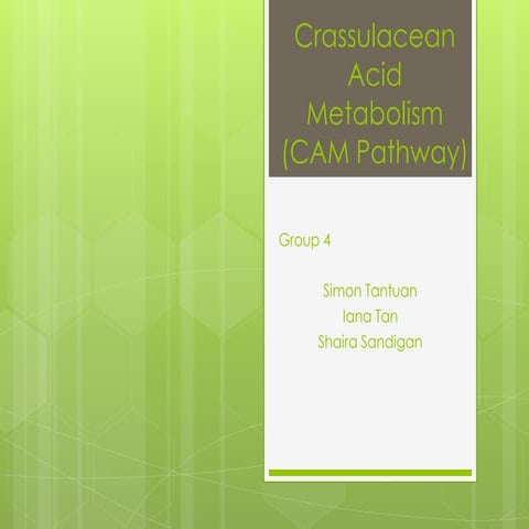 Crassulacean Acid Metabolism (CAM Pathway)