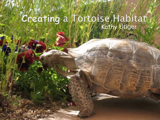 Creating a tortoise habitat | PPTX