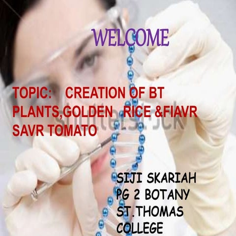 Creation of Bt plants