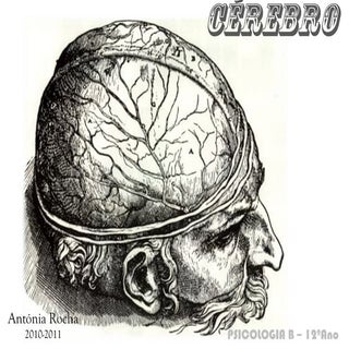 Cérebro - psicologia 12ºano AR