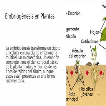 crecimiento y desarrollo de la planta.pptx