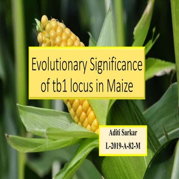 Evolutionary significance of tb1 locus in Maize