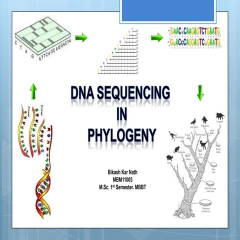 DNA Sequencing in Phylogeny