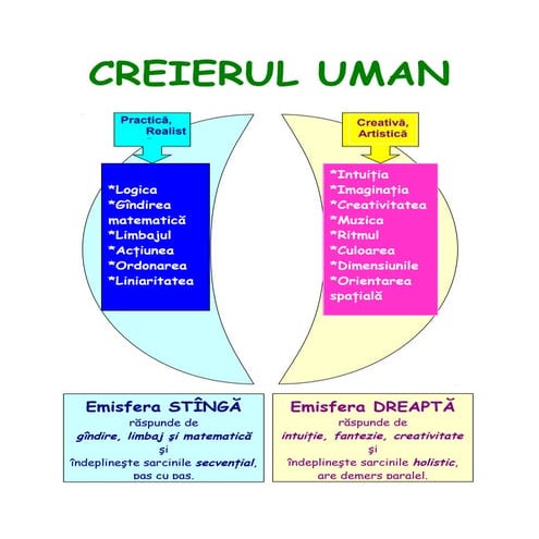 Creierul uman schema