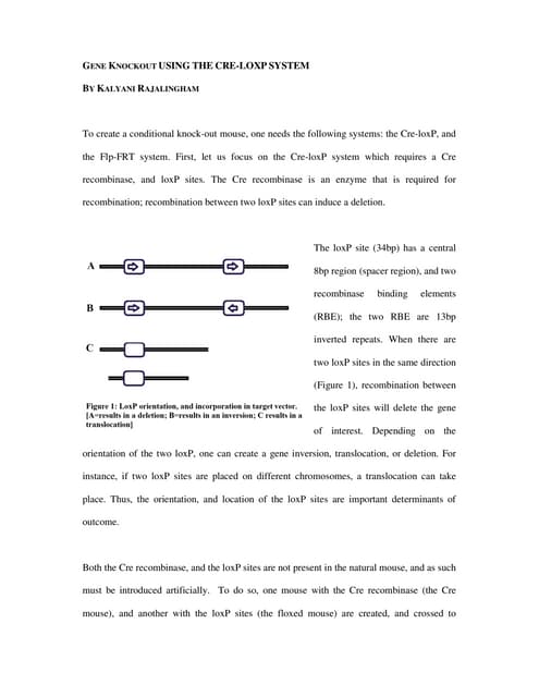 The Cre-LoxP System