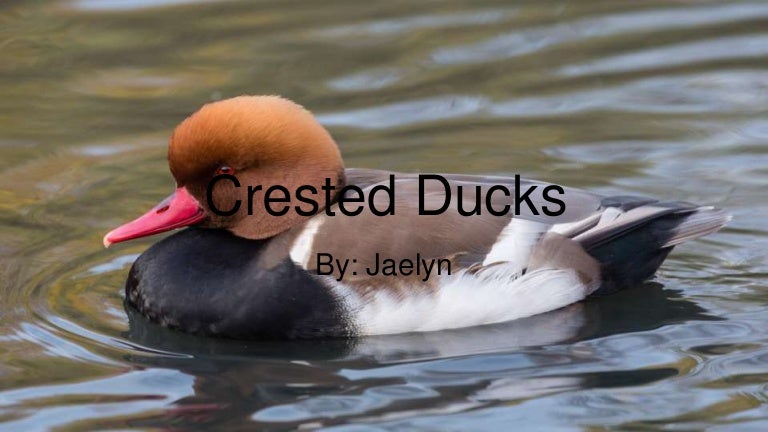 Crested Ducks