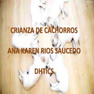 Crianza de cachorros (1)