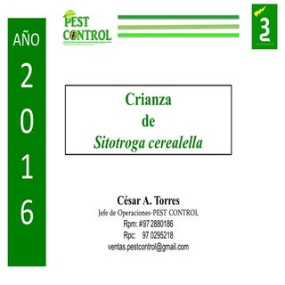 Crianza y Venta de Sitotroga cereal...