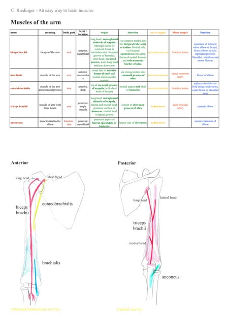 Muscles of the upper limb | PDF