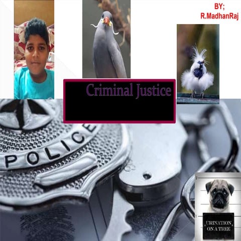 understanding Criminal justice system