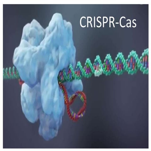 Multi Target Gene Editing using CRISPR Technology for Crop Improvement