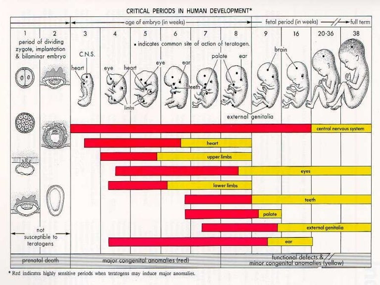 baby weight chart during pregnancy