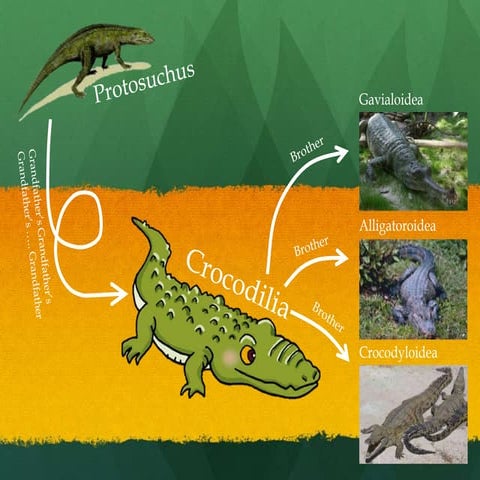 Crocodile PPT