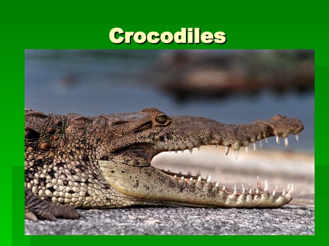 Crocodiles