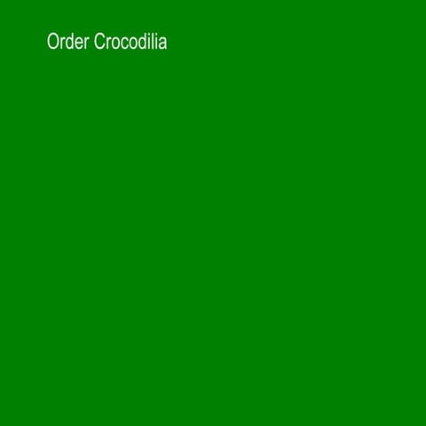 Crocodilian Notes