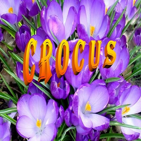 C R O C U S | PPT