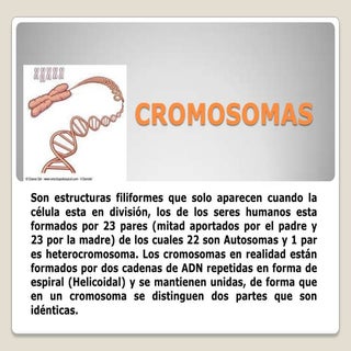 Cromosomas tipos, funciones, Careotipo