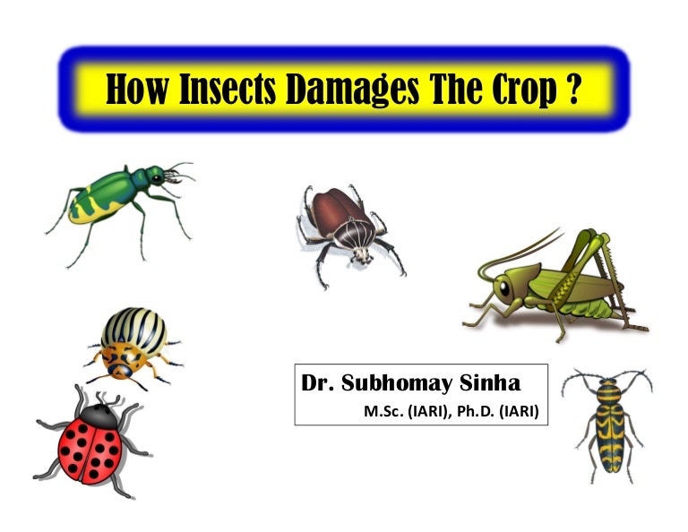 Crop damage by insects