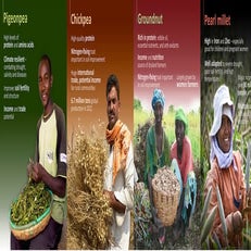 ICRISAT mandate crops