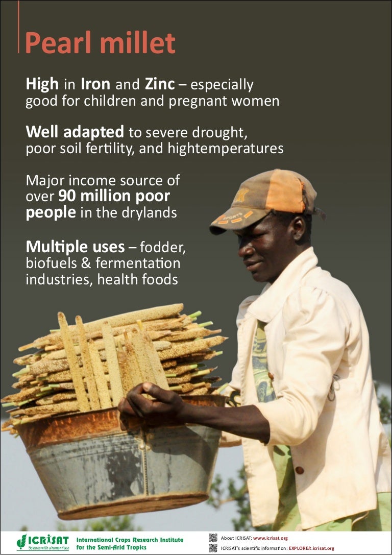 Pearl millet