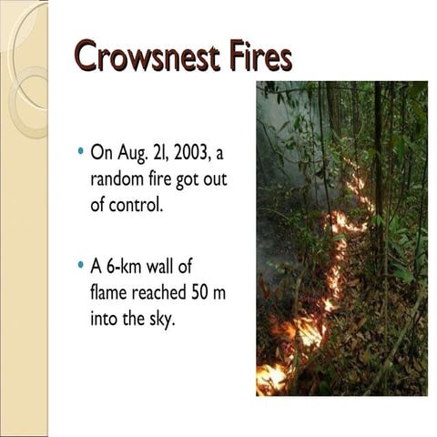 Crowsnest Fire