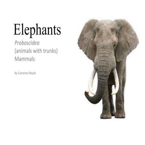 Elephant | PPT