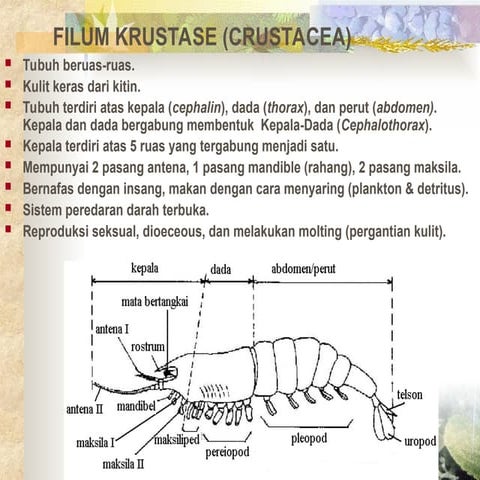 Crustacea | PPT