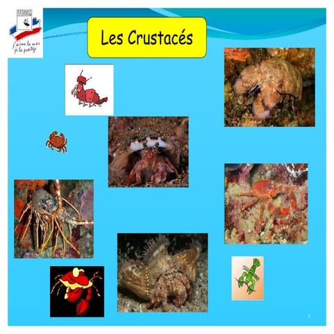 crustacés présentationscienceslesanimaux.pdf