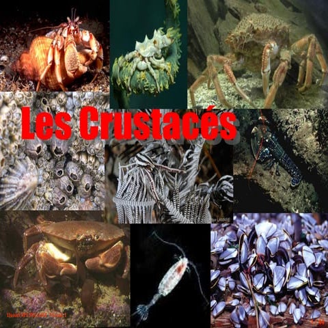 crustacés présentationlesanimauxmarins 2.pdf