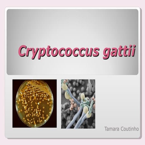 Cryptococcus gattii | PPT
