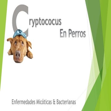 Cryptococus en perros | PPTX