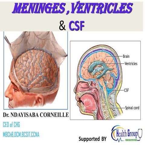 Cerebral Spinal Fluid (csf) AND VENTRICLES