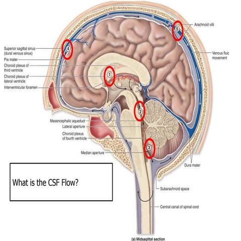 Csf flow | PPTX