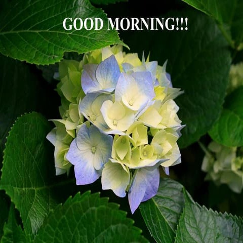 Fluid cytology in CSF