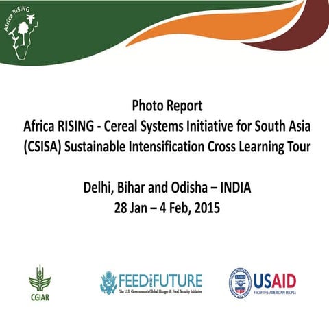 Rice in Pakistan project | PPTX