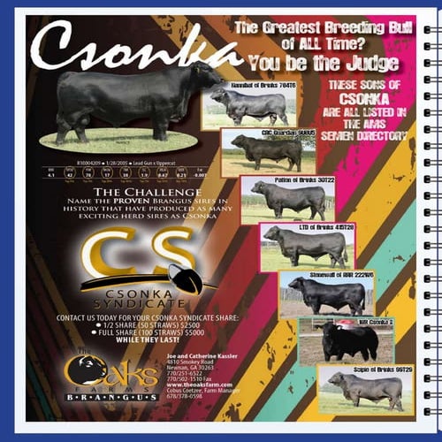 Csonka flyer