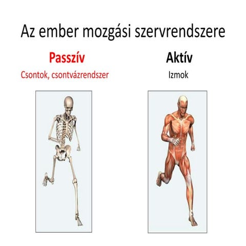 Csontok, csontvázrendszer | PPTX