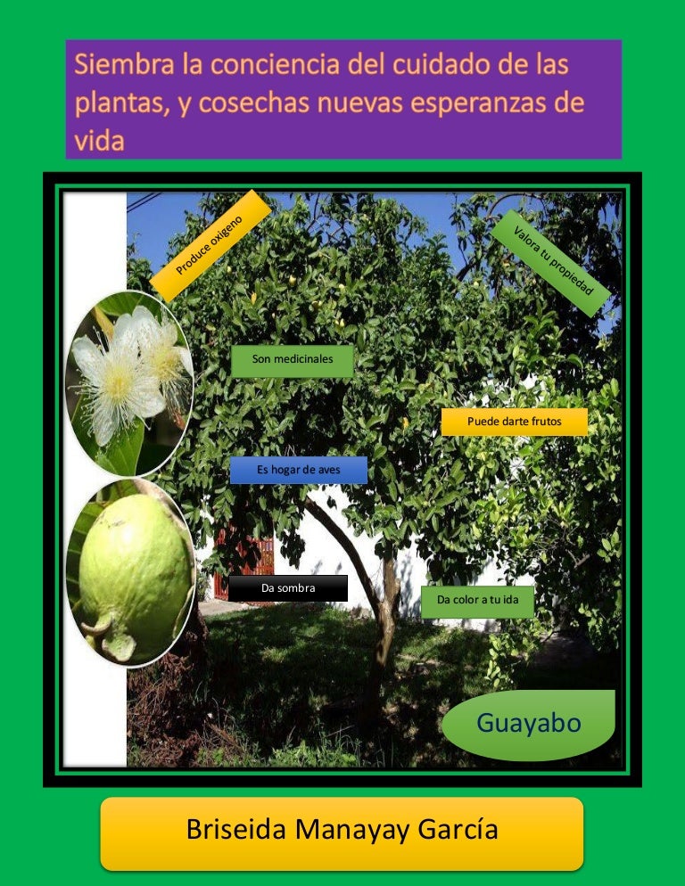 afiche de la importancia de las plantas para el desarrollo de la vida afiche de la importancia de las plantas para el desarrollo de la vida