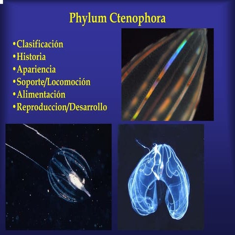Ctenophora teoria
